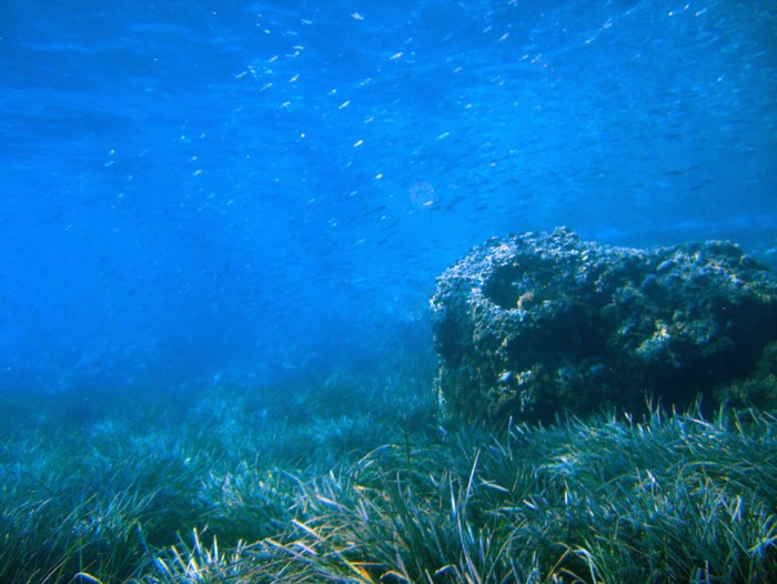 Prateria a Posidonia